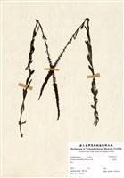 藏品(追風草)的圖片